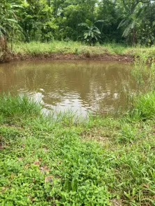 Fazenda/Sítio com 5 Quartos à venda, 73000m² no , Picada Café