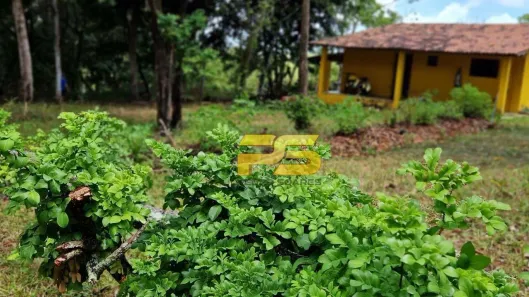 Fazenda/Sítio com 2 Quartos à venda, 170000m² no Gurugi, Conde