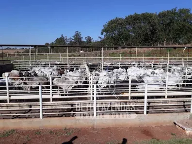 Fazenda/Sítio à venda, 67000m² no , Águas da Prata