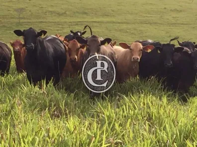 Fazenda/Sítio com 5 Quartos à venda, 120m² no , Cruzília