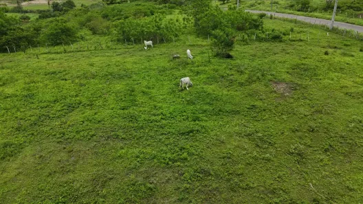 Fazenda/Sítio com 4 Quartos à venda, 160000m² no , Monte Alegre