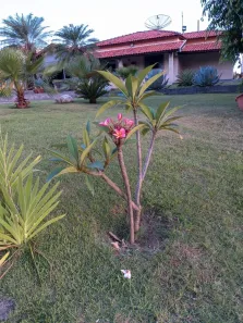 Fazenda/Sítio com 1 Quarto à venda, 200m² no Residencial São Miguel, Limeira