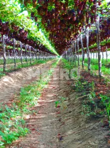 Fazenda/Sítio à venda, 12500m² no , Petrolina