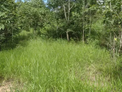 Fazenda/Sítio à venda, 537240m² no Área Rural de Goianésia, Goianésia