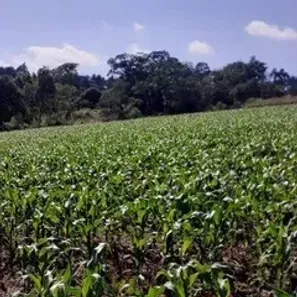 Lote/Terreno à venda, 10000m² no Chapada, Ponta Grossa