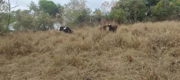 Fazenda/Sítio com 2 Quartos à venda, 20000m² no , Itaguara