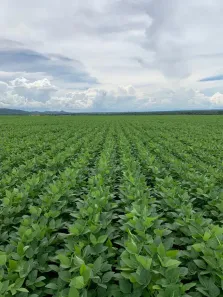 Fazenda/Sítio à venda no , Paranatinga