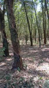 Fazenda/Sítio com 4 Quartos à venda, 176660m² no Área Rural de Mirassol, Mirassol
