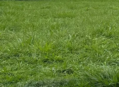 Lote/Terreno à venda, 1250m² no Vila do Golf, Ribeirão Preto