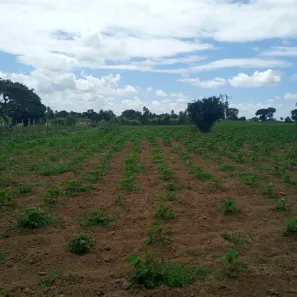 Fazenda/Sítio com 3 Quartos à venda, 60000m² no , Vera Cruz