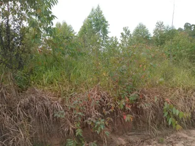 Fazenda/Sítio à venda, 91000m² no Bateias, Campo Largo