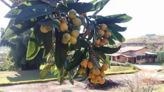 Fazenda/Sítio com 3 Quartos à venda, 20000m² no Centro, Taubaté