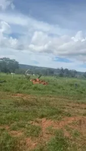 Fazenda/Sítio com 3 Quartos à venda, 387m² no Centro, Pontal do Araguaia