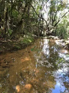 Fazenda/Sítio à venda, 5000m² no Bonanza, Santa Luzia