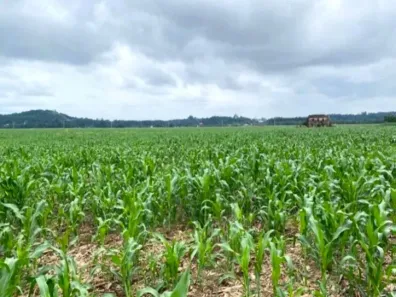 Fazenda/Sítio à venda, 133960m² no , Cruzeiro do Sul
