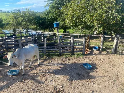 Fazenda/Sítio à venda, 8m² no , Crixás