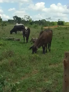 Fazenda/Sítio à venda, 300000m² no , Rochedo