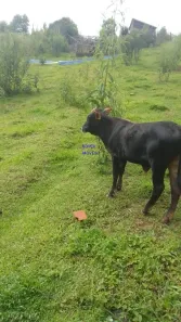 Fazenda/Sítio com 2 Quartos à venda, 64m² no , Contenda