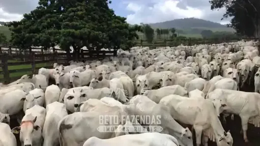 Fazenda/Sítio à venda, 110400000m² no , Caiapônia