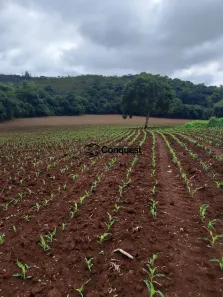 Fazenda/Sítio com 4 Quartos à venda, 500m² no , Entre Rios de Minas