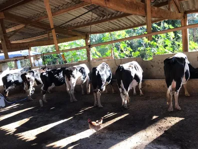 Fazenda/Sítio com 4 Quartos à venda, 242000m² no , Silvianópolis