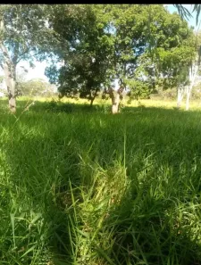 Fazenda/Sítio à venda no , Arinos