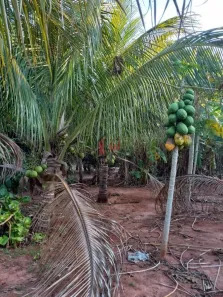 Fazenda/Sítio com 3 Quartos à venda, 398m² no , Rosana