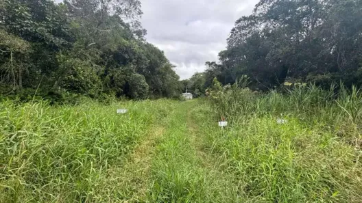 Lote/Terreno à venda, 126m² no Gaivota (Interior), Itanhaém