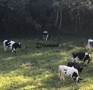 Fazenda/Sítio com 4 Quartos à venda, 150000m² no , Bonfim