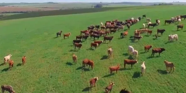 Fazenda/Sítio com 4 Quartos à venda, 2420000m² no , Palmeira