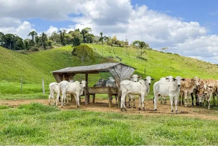 Fazenda/Sítio com 2 Quartos à venda, 727452m² no Baixinha, Ubaíra
