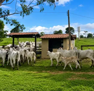 Fazenda/Sítio com 10 Quartos à venda, 4636720m² no Zona Rural, Ipameri