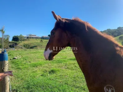 Fazenda/Sítio à venda, 1000m² no Centro, Tanguá
