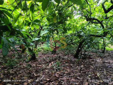 Fazenda/Sítio com 1 Quarto à venda, 35000m² no Vila Cachoeira, Ilhéus