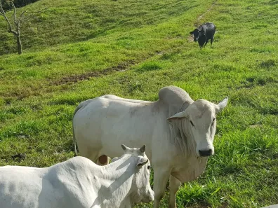 Fazenda/Sítio com 8 Quartos à venda, 1580000m² no , Maraial