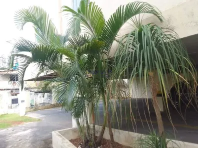 Apartamento com 2 Quartos para alugar, 50m² no Palmeiras, Belo Horizonte