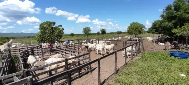 Fazenda/Sítio à venda, 1100000m² no Área Rural de Catolândia, Catolândia
