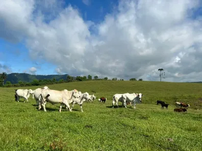 Lote/Terreno à venda, 1403600m² no , Papanduva