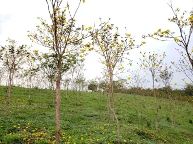 Fazenda/Sítio à venda, 2755100m² no , Jacupiranga