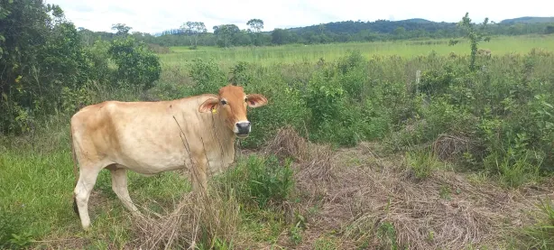 Fazenda/Sítio à venda, 20000m² no Centro, Curvelo