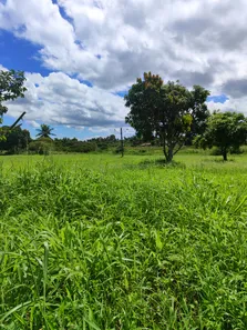 Fazenda/Sítio com 8 Quartos à venda, 38000m² no , Monte Alegre