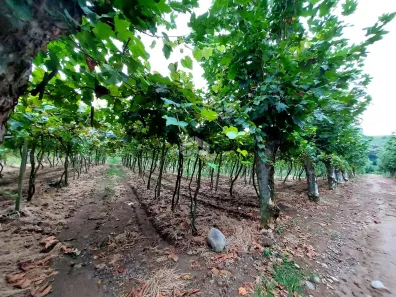 Fazenda/Sítio à venda, 100000m² no Vale dos Vinhedos, Bento Gonçalves