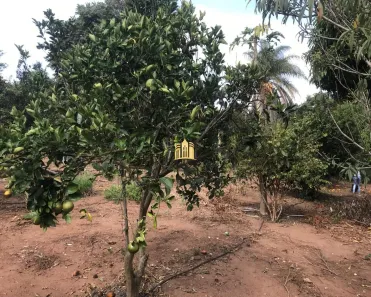 Fazenda/Sítio com 2 Quartos à venda, 70m² no Esmeraldas, Esmeraldas