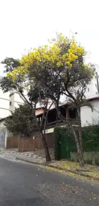 Casa com 4 Quartos à venda, 289m² no Colégio Batista, Belo Horizonte