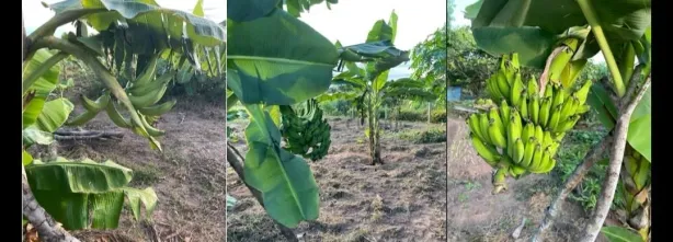 Fazenda/Sítio com 3 Quartos à venda, 220m² no , Nobres