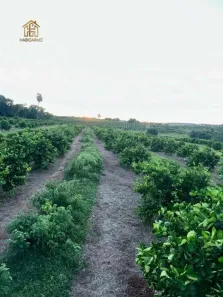 Fazenda/Sítio com 2 Quartos à venda, 300m² no Zona Rural, Ibirá