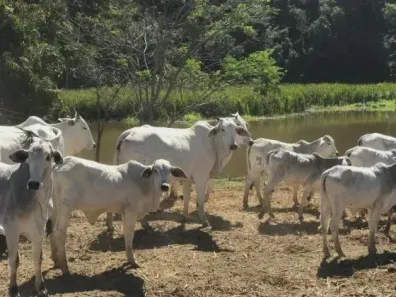 Fazenda/Sítio com 5 Quartos à venda, 300000m² no , Esmeraldas