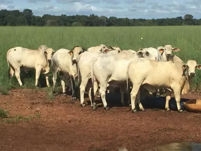Fazenda/Sítio com 3 Quartos à venda, 243m² no , São Miguel do Araguaia