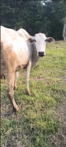 Fazenda/Sítio com 2 Quartos à venda, 500m² no Ponte Alta Norte, Brasília
