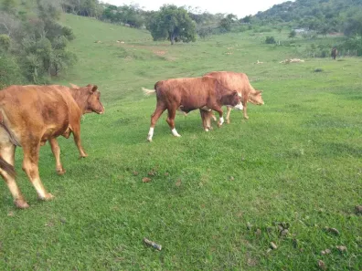 Fazenda/Sítio com 3 Quartos à venda, 75000m² no Picos, Itaboraí